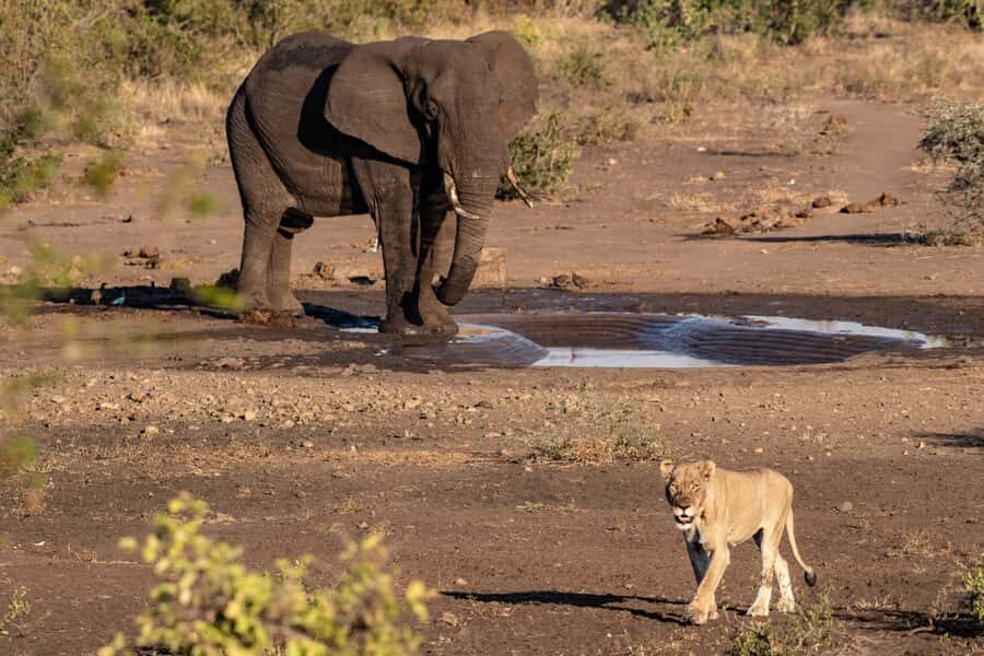 Full-Day Private Big 5 Safari in Kruger National Park - Lunch, Waterholes, and Riverbanks: Where the Safari Gets Cinematic