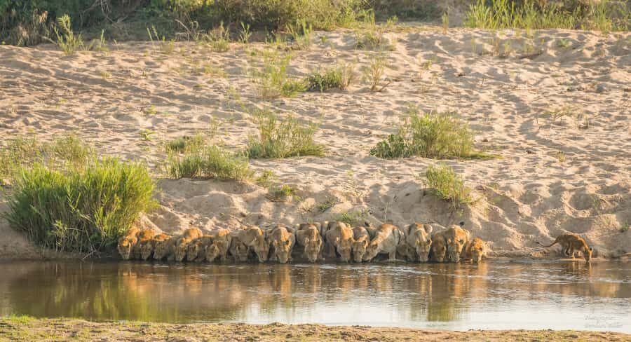 Full-Day Private Big 5 Safari in Kruger National Park - How the Guide’s Positioning Changes What You See