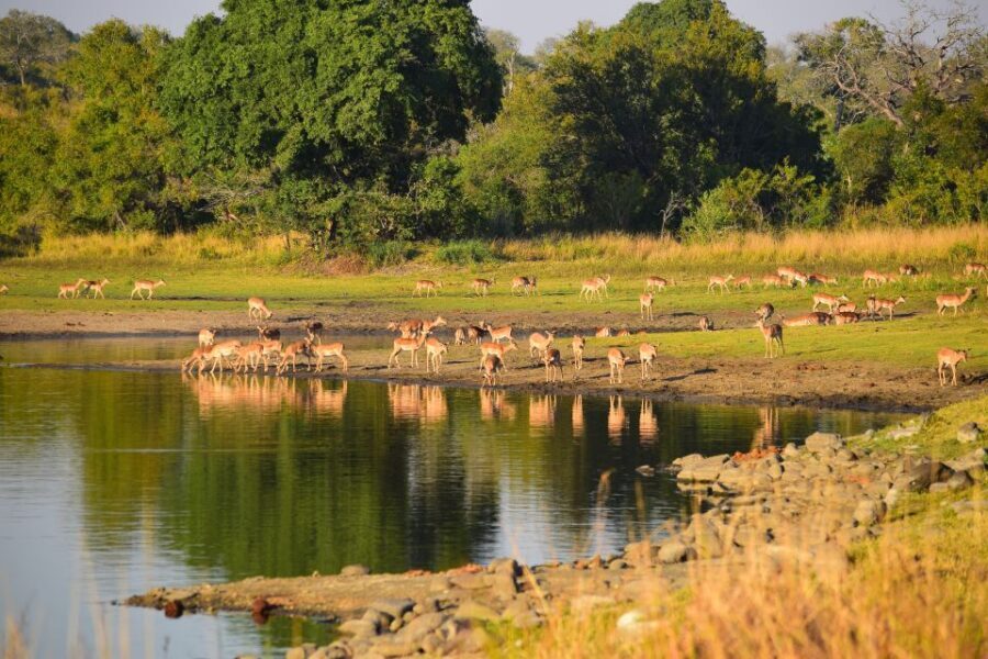 Full-Day Private Big 5 Safari in Kruger National Park - Price and Value: What You Pay, What You Still Owe