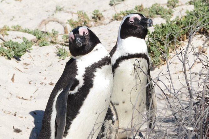 Full Day Private Cape Peninsula and Boulders Beach Tour - Simon’s Town lunch break and the Boulders Beach finish