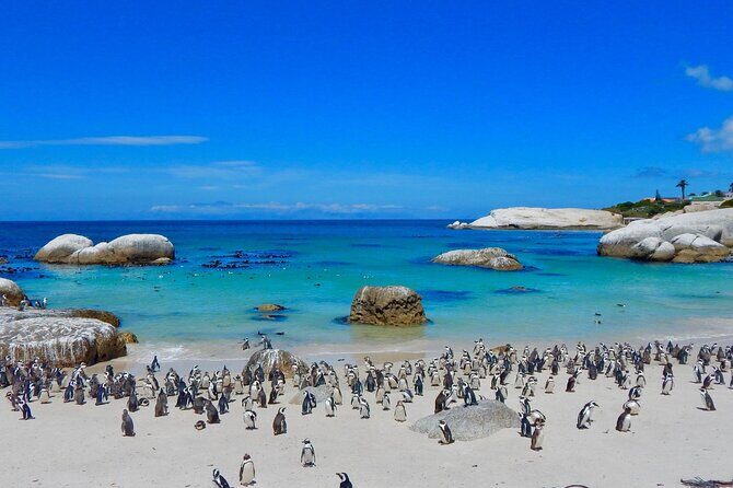 Full Day Private Cape Peninsula and Boulders Beach Tour - Guide energy and pacing: how the day stays smooth