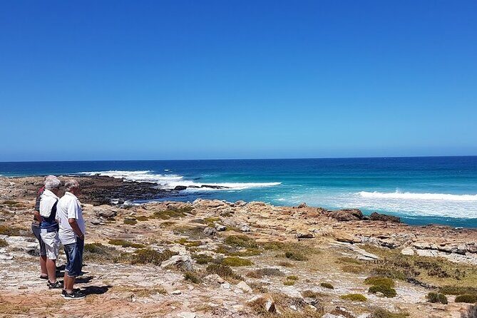Full-Day Private Cape Peninsula Tour - Shark Spotters lookout: conservation that affects real life