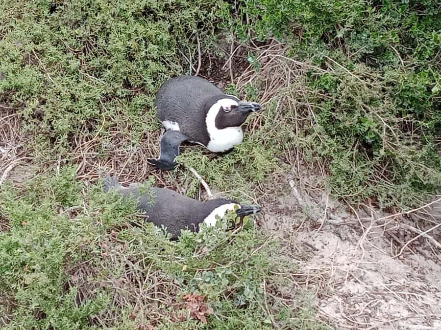 Full-Day Private Excursion: Cape of Good Hope and Penguins - Who this private excursion fits best (and who should skip it)