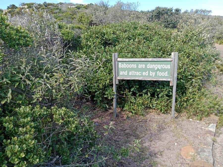 Full-Day Private Excursion: Cape of Good Hope and Penguins - Private Cape Peninsula day: why it feels worth the $161