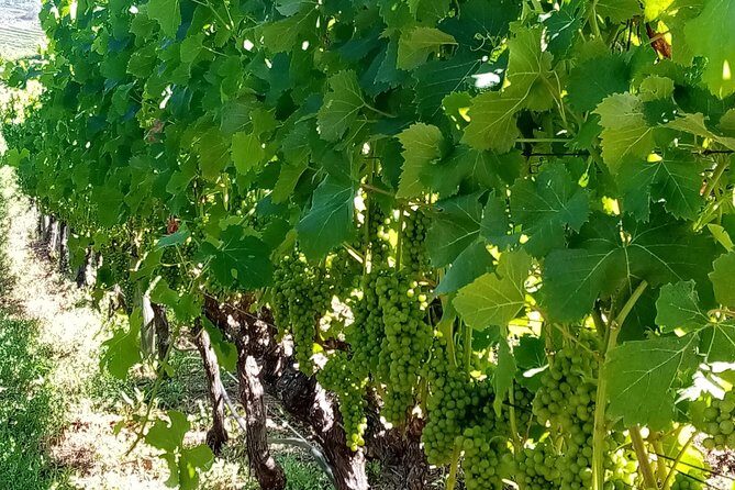 Full-Day Private Guided Wine Tasting Tour of Cape Wineries - Pacing, Taste Choices, and How to Make It a Great Day