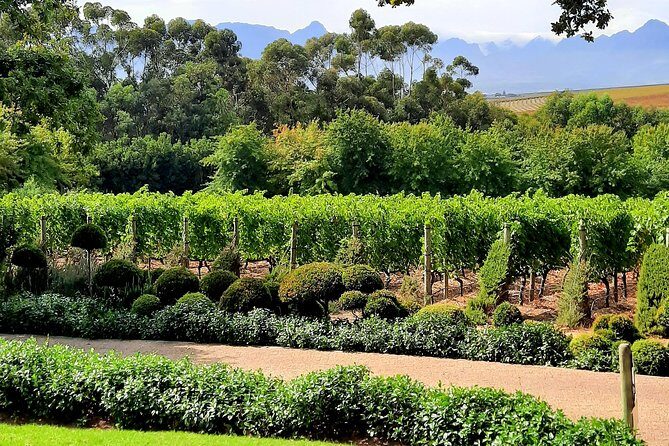 Full-Day Private Guided Wine Tasting Tour of Cape Wineries - Haute Cabriere MCC Tasting: A Different Side of Cape Winelands