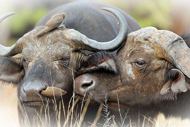 Full Day Private Kruger Park Safari - Wildlife you’ll be hunting all day (and what times help)