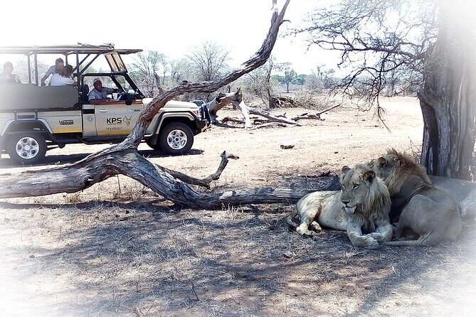 Full Day Private Kruger Park Safari - Who should book this Kruger private safari (and who might not love it)