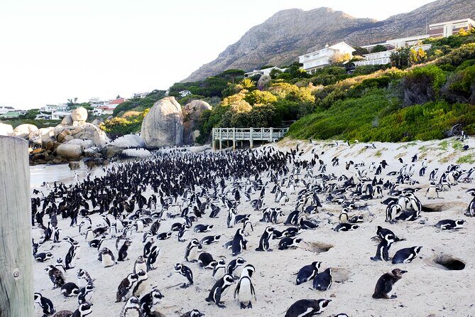 Full-Day Private Robben Island, Penguins & Cape of Good Hope Tour - Inside Robben Island: Bus Tour, Mandela’s Cell, and The Long March to Freedom