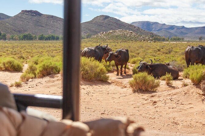 Full-Day Private Safari Tour to Aquila Game Reserve - Key highlights at a glance
