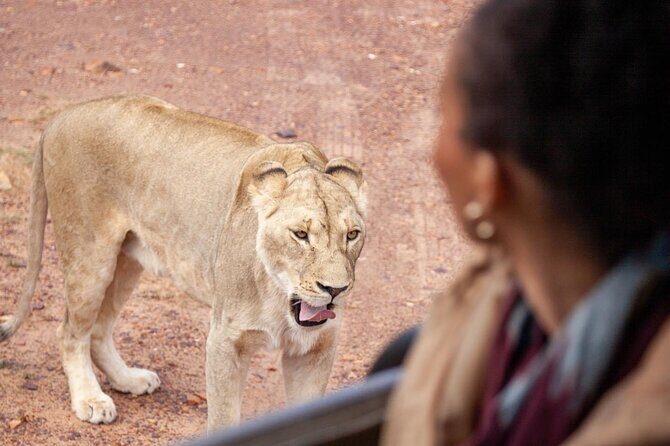 Full-Day Private Safari Tour to Aquila Game Reserve - Cape Town to Aquila: the vineyard drive that sets your pace