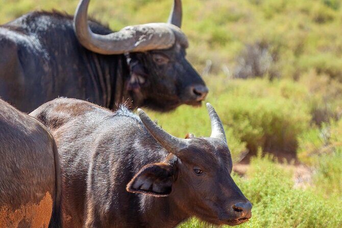 Full-Day Private Safari Tour to Aquila Game Reserve - The shared game drive: where the Big 5 search becomes real