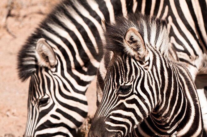 Full-Day Private Safari Tour to Aquila Game Reserve - Aquila after the safari: lunch buffet, terrace breaks, and poolside downtime