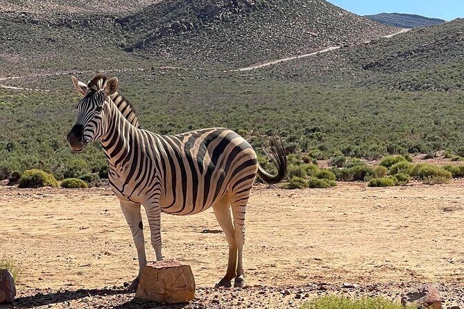 Full-Day Private Safari Tour to Aquila Game Reserve - Fairview Wine and Cheese: a one-hour pairing with a Cape Winelands flavor