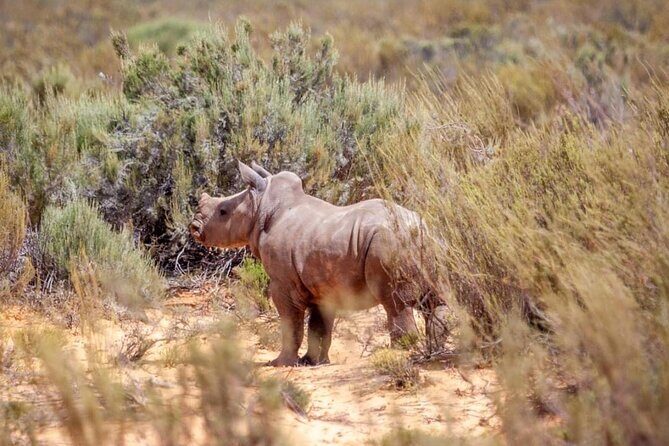 Full-Day Private Safari Tour to Aquila Game Reserve - Price and value: what your $313.35 buys (and why it feels fair)