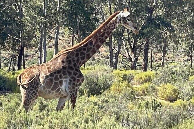 Full-Day Private Safari Tour to Aquila Game Reserve - Who this private safari day fits best