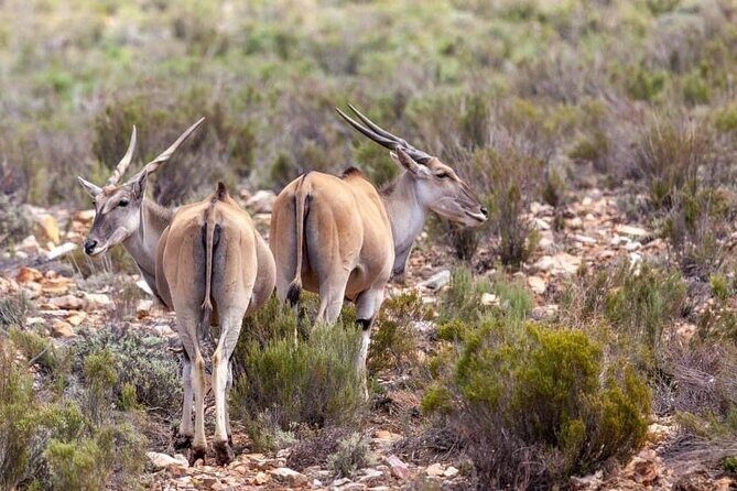 Full-Day Private Safari Tour to Aquila Game Reserve - Should you book this Aquila safari and Fairview tasting?