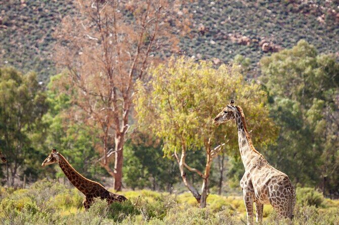 Full-Day Private Safari Tour to Aquila Game Reserve - Aquila Game Reserve: welcome drink, breakfast buffet, then wildlife time