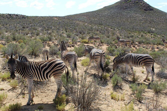 Full-Day Safari Aquila Game Reserve from Cape Town - Stellenbosch en route: why this wine region is more than postcard scenery