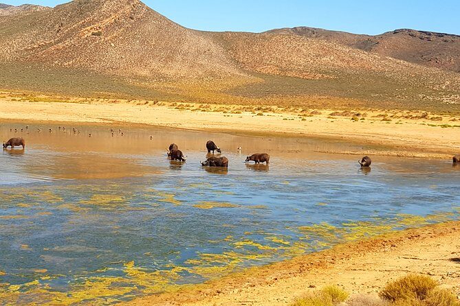 Full-Day Safari Aquila Game Reserve from Cape Town - Franschhoek and Mandela’s prison site: wine country with weight