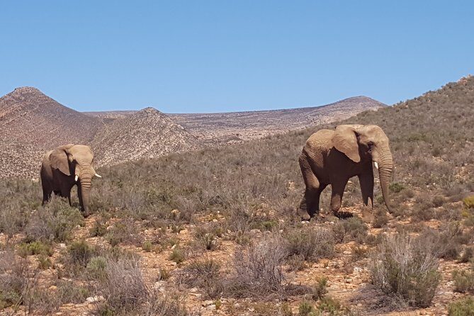 Full-Day Safari Aquila Game Reserve from Cape Town - The 6:30 am start: what the schedule feels like in real life