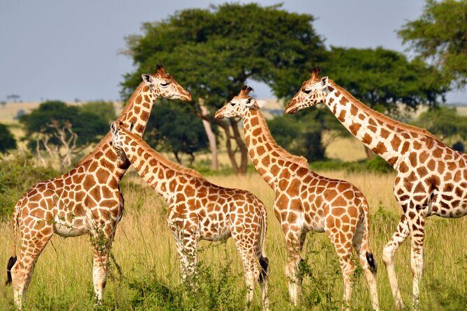 Full Day Safari From Durban to Hluhluwe-Imfolozi Game Reserve - Quick Key Points