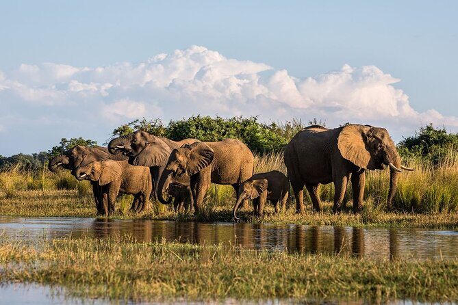 Full Day Safari From Durban to Hluhluwe-Imfolozi Game Reserve - Wildlife You’ll Want to Watch For (and How to Not Miss It)
