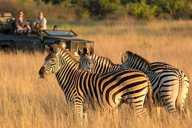 Full Day Safari From Durban to Hluhluwe-Imfolozi Game Reserve - The Road-Only Reality: How to Read the Sightings Honestly