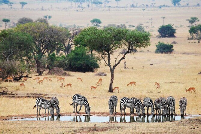 Full Day Safari From Durban to Hluhluwe-Imfolozi Game Reserve - Price and Value: Is $193.10 a Good Deal?