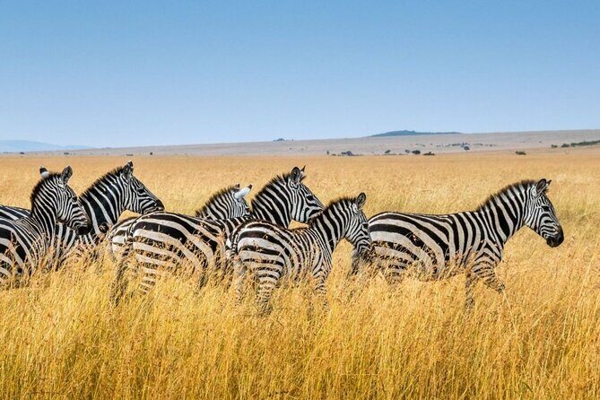 Full Day Safari From Durban to Hluhluwe-Imfolozi Game Reserve - What to Pack for a 6am–6pm Safari Day from Durban