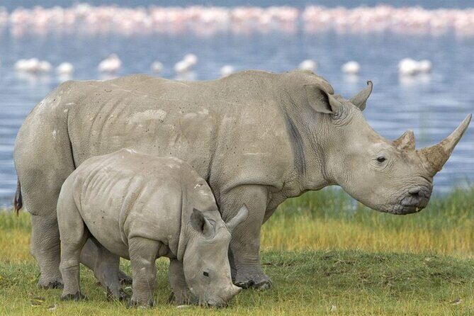 Full Day Safari From Durban to Hluhluwe-Imfolozi Game Reserve - The One-Stop Plan: Wilderness Area Safari Time