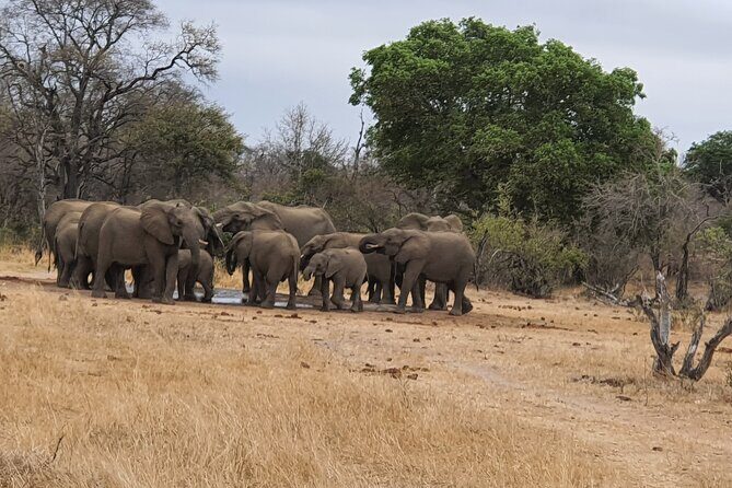 Full Day Safari from Johannesburg - Pilanesberg Nature Reserve - Key moments that make this safari click