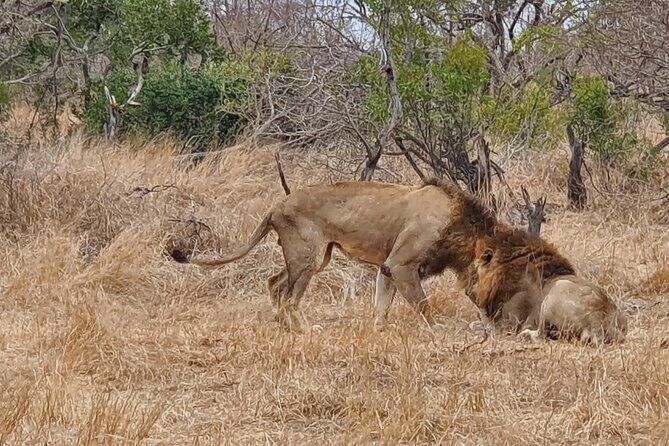 Full Day Safari from Johannesburg - Pilanesberg Nature Reserve - Pilanesberg Day Safari From Sandton: what you’re really signing up for