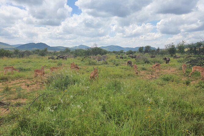 Full Day Safari from Johannesburg - Pilanesberg Nature Reserve - Who this safari suits best (and who might want a different option)