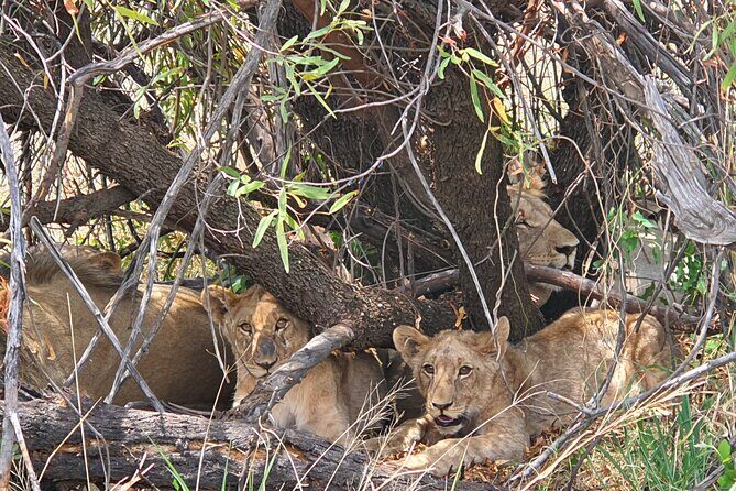 Full Day Safari from Johannesburg - Pilanesberg Nature Reserve - Should you book this Pilanesberg safari?