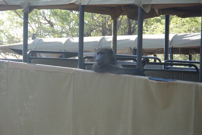 Full Day Safari from Johannesburg - Pilanesberg Nature Reserve - Inside Pilanesberg: your game-drive day and what to watch for