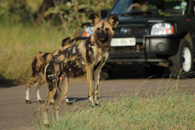 Full Day Safari in the Kruger National Park from Hazyview - 5:00 a.m. Pickup From Hazyview: The Morning That Sets the Tone