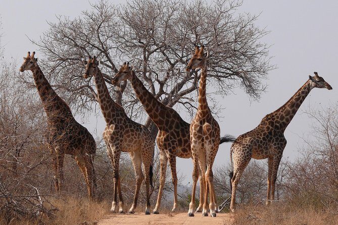 Full Day Safari in the Kruger National Park from Hazyview - Inside Kruger: How the Game Drives Work for Real Sightings