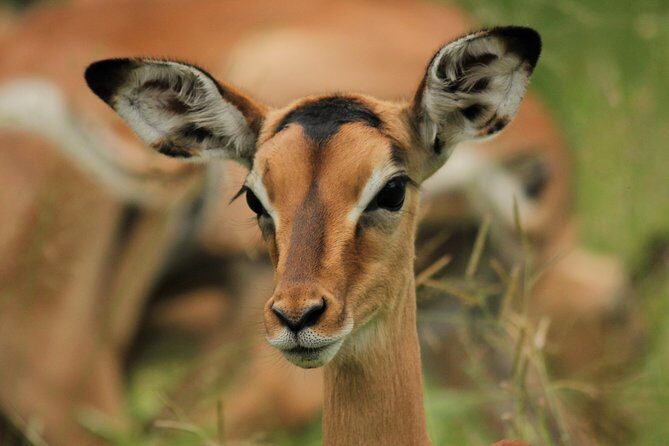 Full Day Safari in the Kruger National Park from Hazyview - Lunch on Your Own: How to Handle the Long Middle of the Day