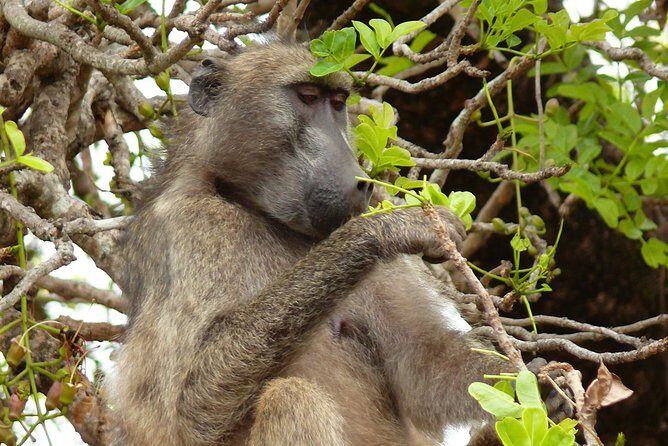 Full Day Safari in the Kruger National Park from Hazyview - What the Guides Actually Do Matters More Than the Brochure