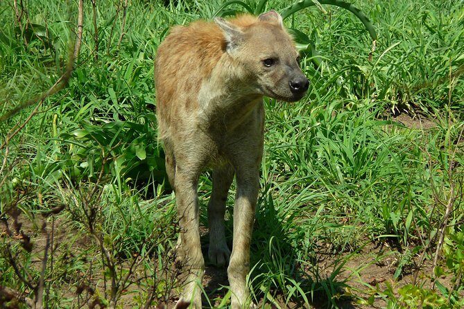 Full Day Safari in the Kruger National Park from Hazyview - Open-Top Safari Comfort: Small Gear Choices Make a Big Difference