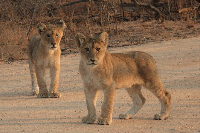 Full Day Safari in the Kruger National Park from Hazyview - Price and Value: Is $126.98 a Good Deal for a Kruger Day?