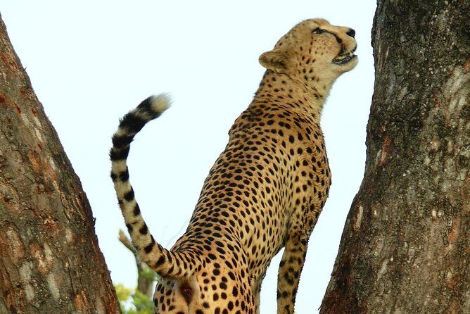 Full Day Safari in the Kruger National Park from Hazyview - Small Logistics That Can Make or Break Your Day