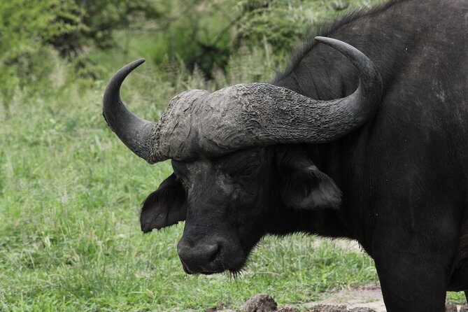 Full Day Safari in the Kruger National Park from Hazyview - Big Five Chances, Plus the Wild Extras (Crocodiles, Painted Dogs, and More)