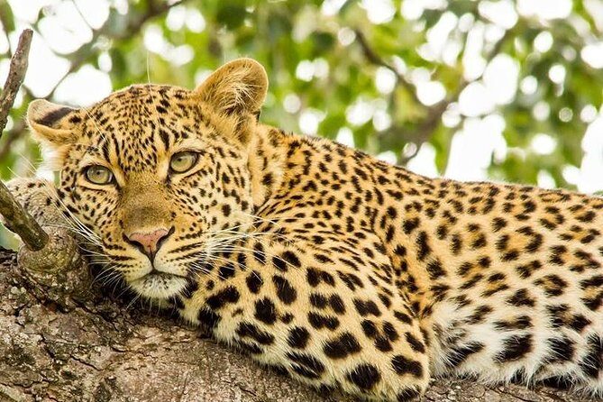 Full Day Safari - Kruger National Park - Key things that make this safari work