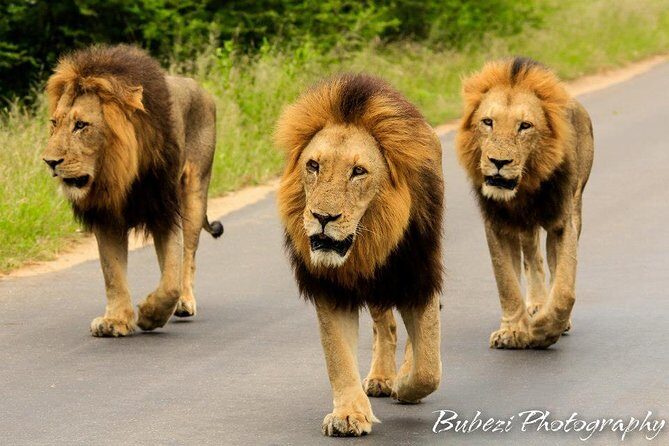Full Day Safari - Kruger National Park - Price and what you’ll actually pay at the gate