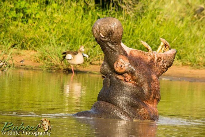 Full Day Safari - Kruger National Park - Wildlife spotting with real guide input (and why it matters)