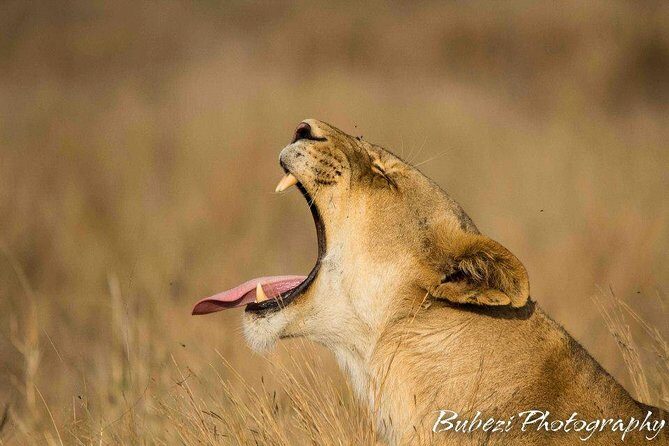 Full Day Safari - Kruger National Park - What’s included vs. what to bring (so the day stays smooth)