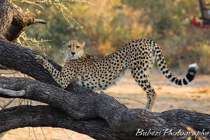Full Day Safari - Kruger National Park - Should you book this Kruger full-day safari from Hazyview?