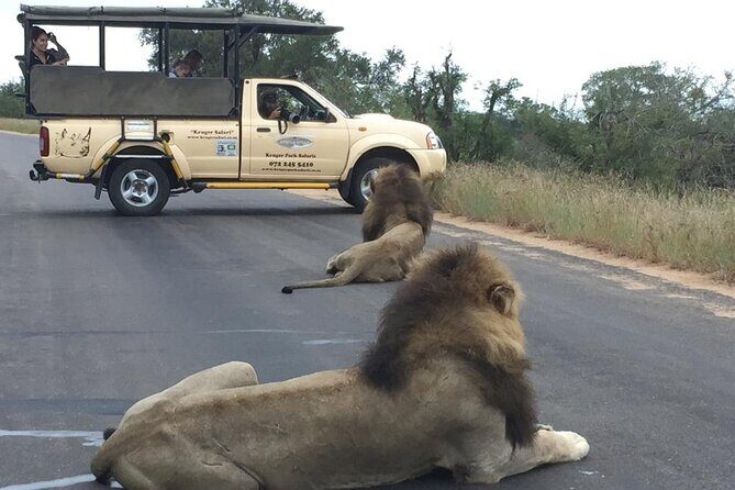 Full Day Safari Shared Tour at Kruger National Park - Key things to know before you go
